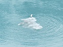 Seagull on Iceberg
